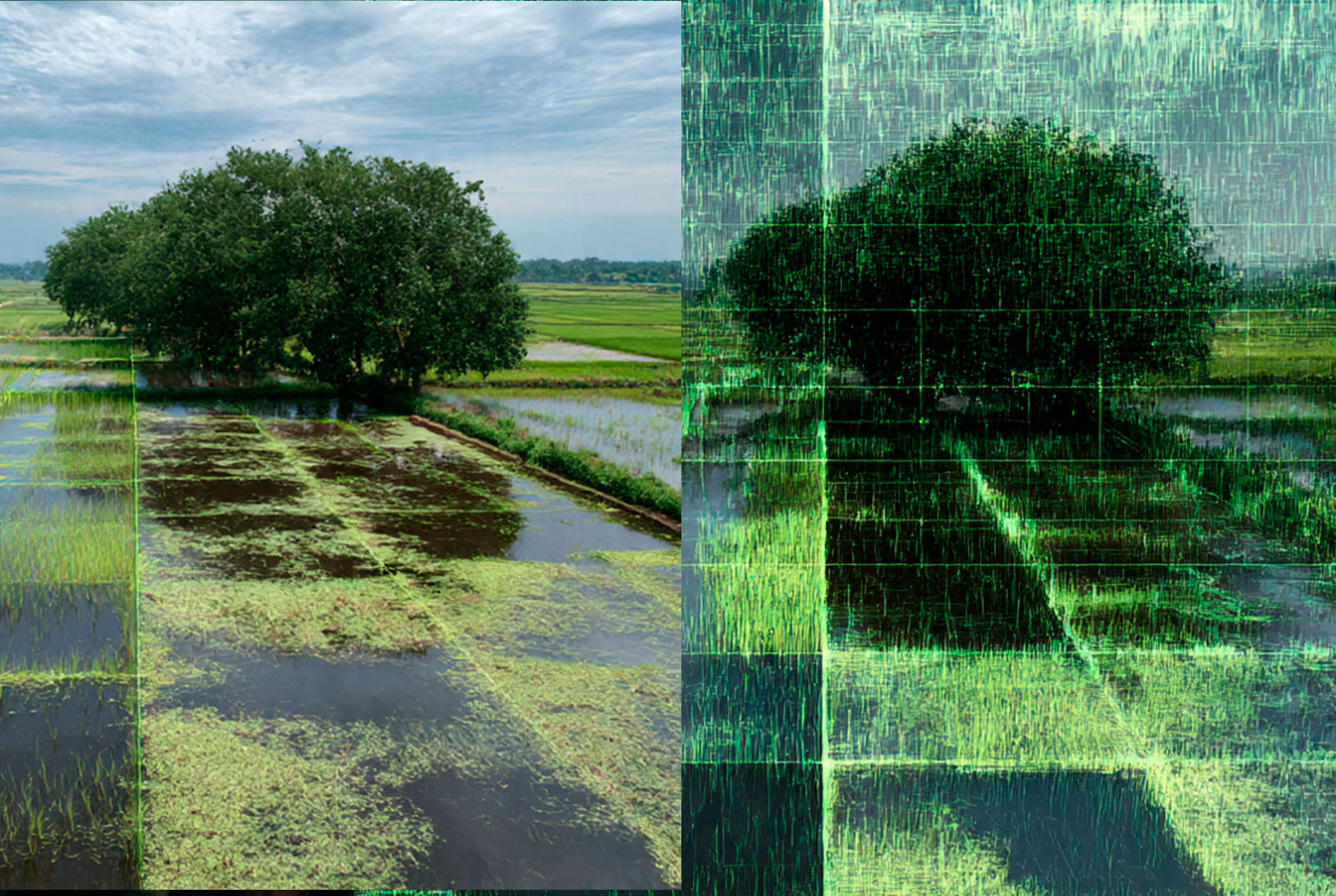 Diseño de Robot para Deshierbe de Arroz en Agricultura Inteligente