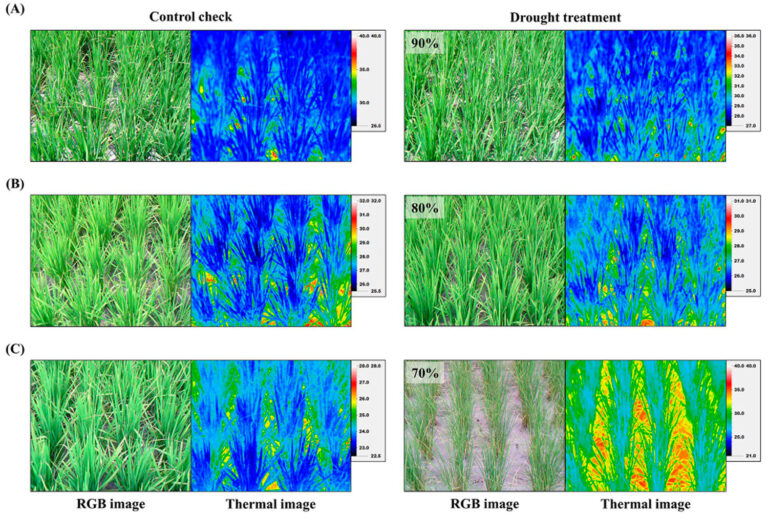 Estado Hídrico del Arroz con Termografía Infrarroja en Agricultura de Precisión